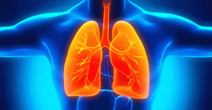 Common Plant Compound Found To Reverse Lung Damage Associated With COPD