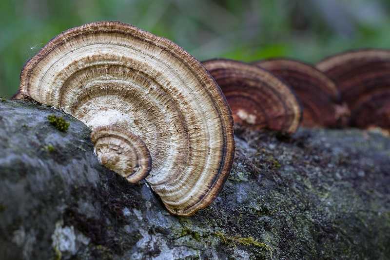 Ayurveda - Health Benefits of Wild Chaga Mushroom