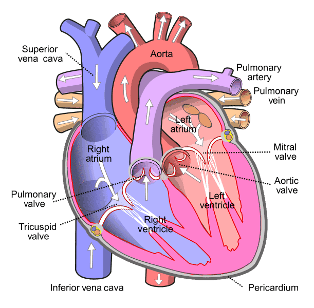 Diagram of the human heart